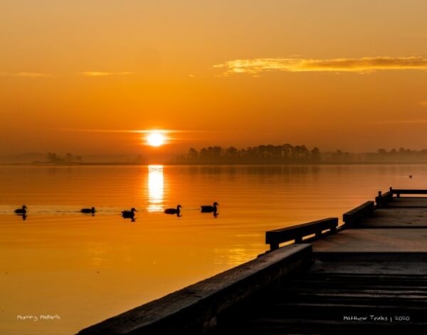 Morning Mallards