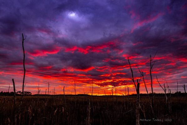 Reed Sky