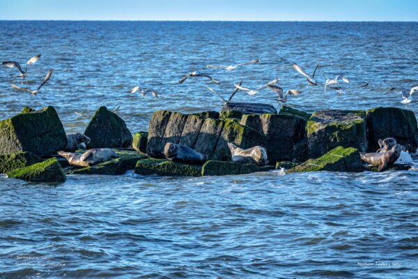 Sunbathing Seals