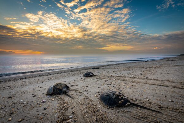 Horseshoe Crab Parade