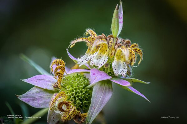 Monarda Pinctata (Spotted Bee Balm/Horsemint)